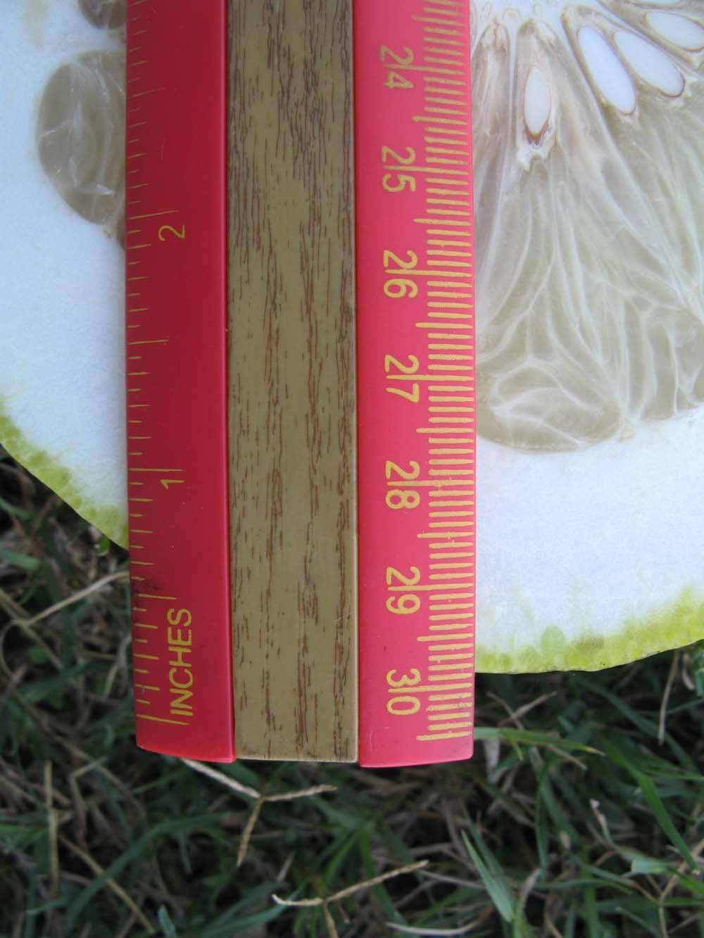              Fruit cross-section (Nakon, Winter Haven, FL)       